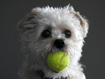 Close-up of dog carrying ball in mouth against gray background