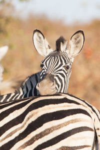 Close-up of a zebra