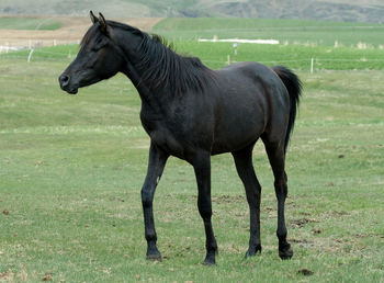 horse