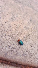 High angle view of housefly on sand