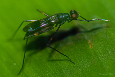 Close-up of insect