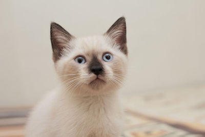 Close-up portrait of a cat