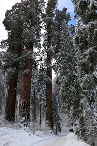 Trees in forest during winter