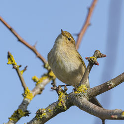 Low angle view of bird perching on branch against sky