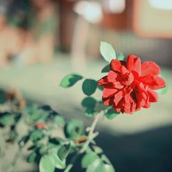 Close-up of red flowers blooming outdoors