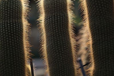 Full frame shot of cactus