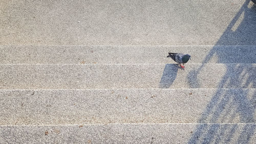 High angle view of pigeons perching