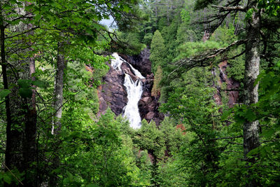 Scenic view of waterfall amidst trees in forest