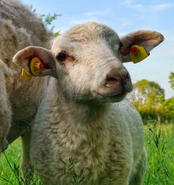 Close-up portrait of a sheep