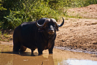 Buffalo standing in a lake