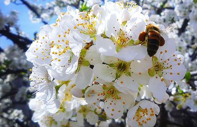 Close-up of bee on white flower