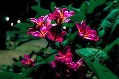 Close-up of pink flowering plant