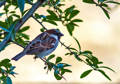 Close-up of bird perching on branch