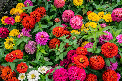 High angle view of flowering plants