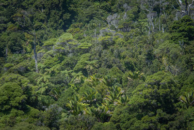 View of lush foliage in forest