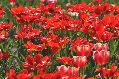 Close-up of red flowering plants