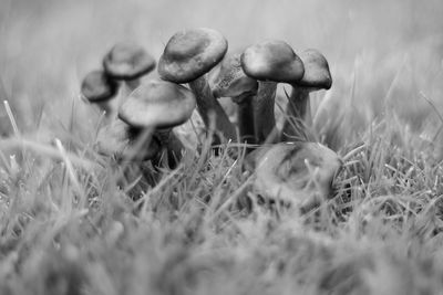 Close-up of mushroom on field