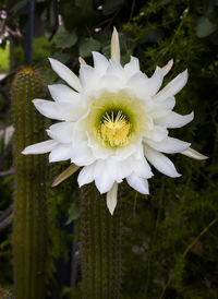 Close-up of white flowering plant