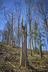 Trees in forest against sky