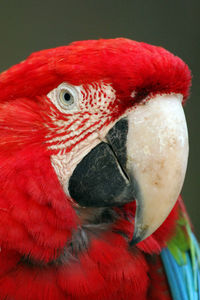 Close-up of parrot