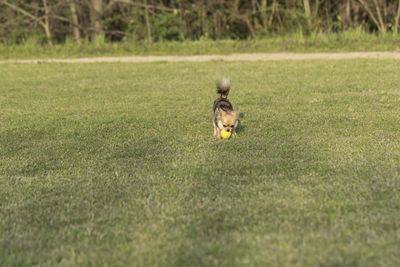 Portrait of a dog on field