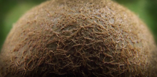 Close-up of fresh green leaf