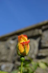 Close-up of rose flower against blue sky