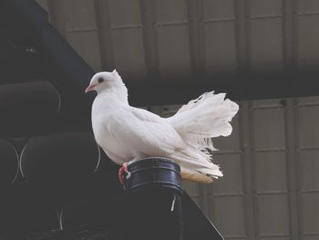 Close-up of seagull perching