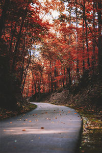 Road amidst trees in forest during autumn