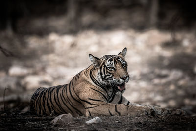 View of a cat on land