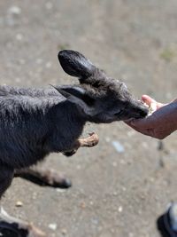 Human hand eating