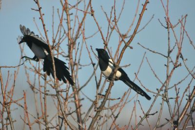 Birds perching on branch