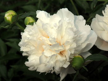 Close-up of white flower blooming outdoors