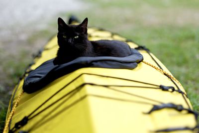 Portrait of black cat relaxing outdoors