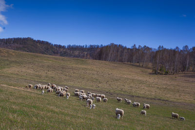 Many white sheep are walking along the green field in clear summer...