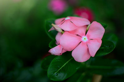 Close-up of pink flower blooming outdoors