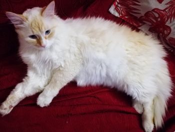 Portrait of white cat relaxing on sofa