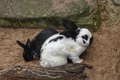 High angle view of a rabbit on rock