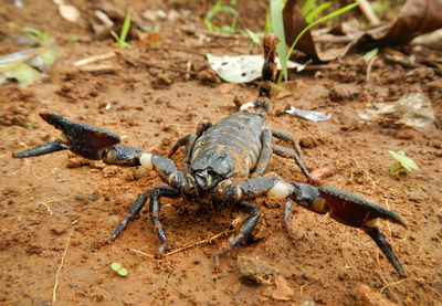 Close-up of black scorpion on field