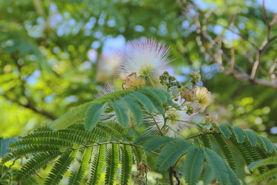 Close-up of flowering acacia plant
