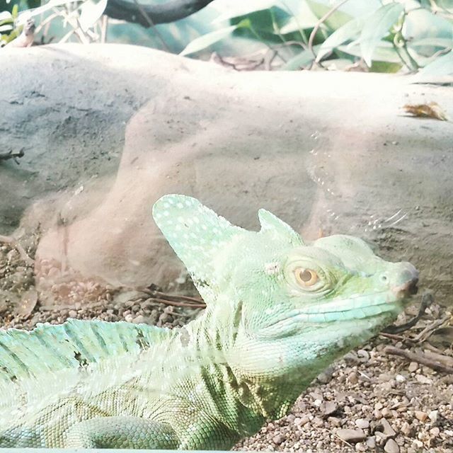 water, fish, animal themes, close-up, turtle, nature, reptile, rock - object, pond, no people, animals in the wild, outdoors, one animal, high angle view, day, underwater, wildlife, art and craft, sculpture, sea life