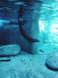 Fish swimming in sea