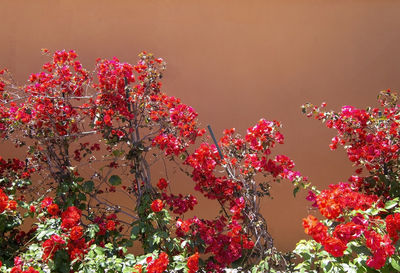 Low angle view of flowering plant against red wall