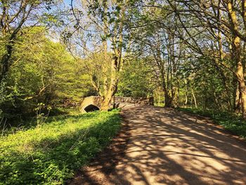 Footpath amidst trees in forest