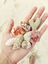 Low section of woman holding seashells at beach