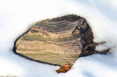 View of horse on snow covered land