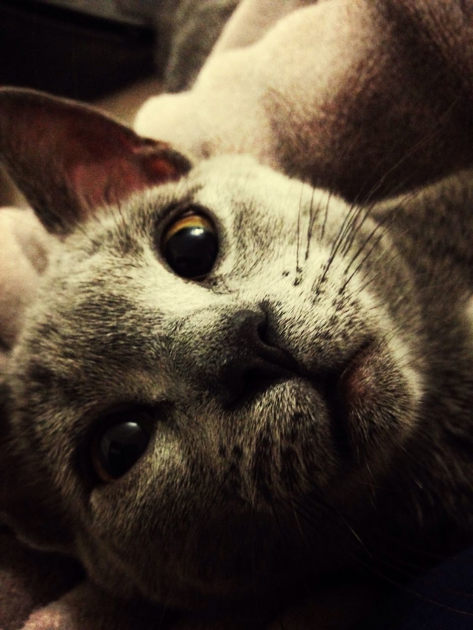 animal themes, mammal, domestic animals, one animal, pets, animal head, indoors, close-up, relaxation, animal body part, portrait, resting, lying down, snout, looking at camera, whisker, focus on foreground, dog, no people, domestic cat