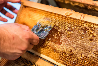 Cropped hand holding beehive