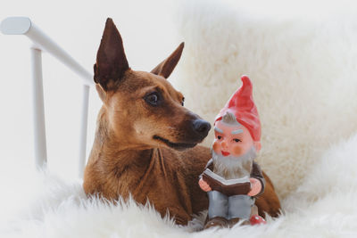 View of a dog looking away