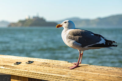 Close-up of bird on retaining wall